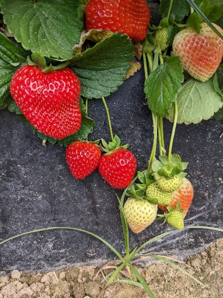 Iberfruta Strawberries Ripening