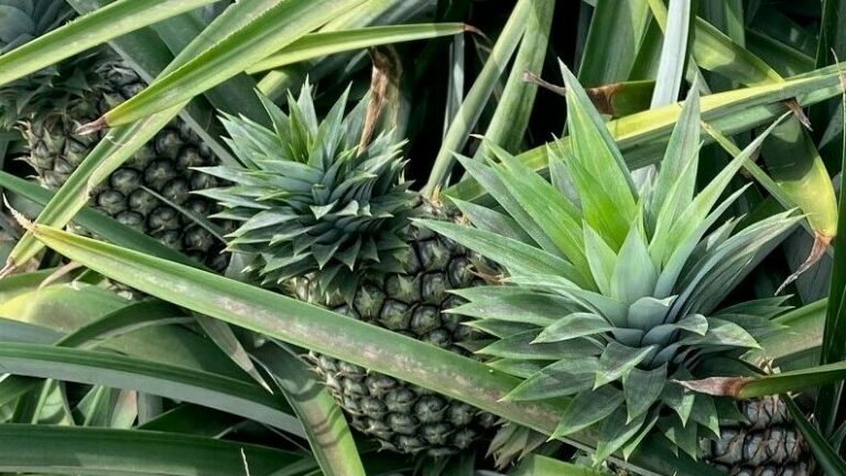 Pineapples 1